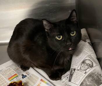 American Shorthair Cats Available for Adoption - Finch | PetCurious