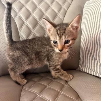 Olive (Evanna 101B - C1 73)) -  Domestic Short Hair Cat for Adoption in Ashland, Virginia - Olive (Evanna 101B - C1 73)) | PetCurious