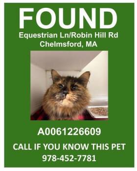 Mustang Sally -  Domestic Long Hair and Domestic Short Hair Cat for Adoption in Lowell, Massachusetts - Mustang Sally | PetCurious