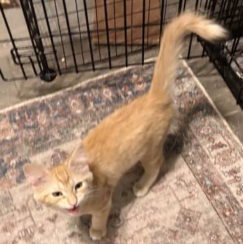 Silvermist -  Domestic Medium Hair Cat for Adoption in Tucson, Arizona - Silvermist | PetCurious