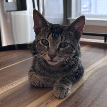 Schmear -  Domestic Short Hair and Tabby Cat for Adoption in New York, New York - Schmear | PetCurious