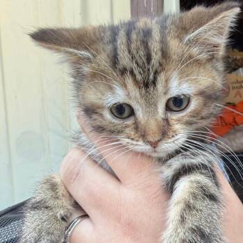 Domestic Short Hair Cats Available for Adoption in Lancaster, Ohio - Roo | PetCurious