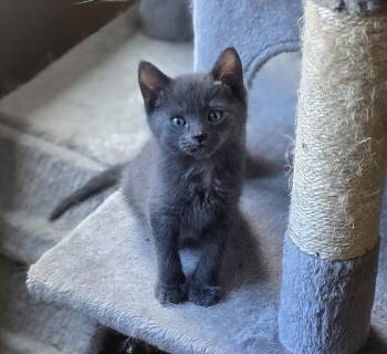Asher -  Domestic Short Hair Cat for Adoption in Lenoir City, Tennessee - Asher | PetCurious