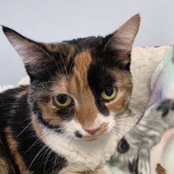 Tabbie aka Tabitha -  Domestic Short Hair Cat for Adoption in Desert Hot Springs, California - Tabbie Aka Tabitha | PetCurious