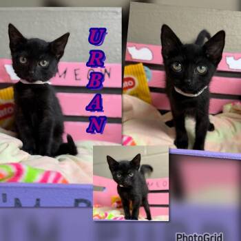 Urban -  Domestic Short Hair Cat for Adoption in Blountville, Tennessee - Urban | PetCurious