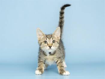 LILY -  Domestic Short Hair Cat for Adoption in Phoenix, Arizona - LILY | PetCurious