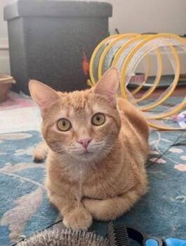 Dorito -  Domestic Short Hair and Tabby Cat Available for Adoption in San Francisco, California - Dorito | PetCurious
