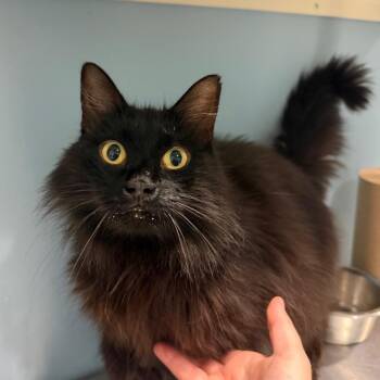 Gianetta -  Domestic Medium Hair Cat for Adoption in Chattanooga, Tennessee - Gianetta | PetCurious