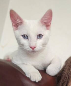 Moon -  Applehead Siamese Cat for Adoption in Mission Viejo, California - Moon | PetCurious