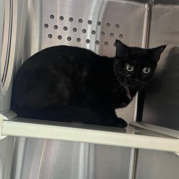 Candy Corn -  Domestic Short Hair Cat for Adoption in Norman, Oklahoma - Candy Corn | PetCurious