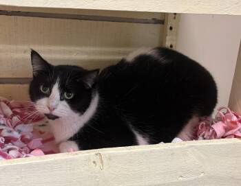 Lucas -  Domestic Short Hair Cat for Adoption in Rochester, Indiana - Lucas | PetCurious