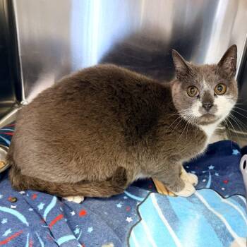 Domestic Short Hair Cats Available for Adoption in Warrensburg, Missouri - Olive | PetCurious