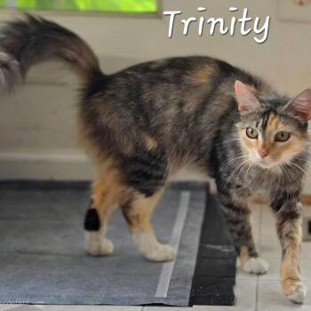 Trinity -  Domestic Short Hair Cat for Adoption in Waldorf, Maryland - Trinity | PetCurious