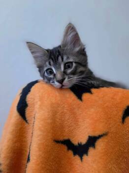 Felix Cowley -  Domestic Short Hair Cat for Adoption in Colorado Springs, Colorado - Felix Cowley | PetCurious