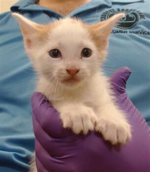 Domestic Short Hair Cats Available for Adoption in Doral, Florida - PHOEBE | PetCurious