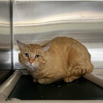 Waylon -  Domestic Short Hair Cat for Adoption in Harrisville, West Virginia - Waylon | PetCurious