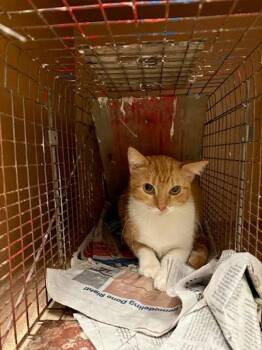 N/a -  Domestic Short Hair Cat for Adoption in Austin, Texas - N/a | PetCurious