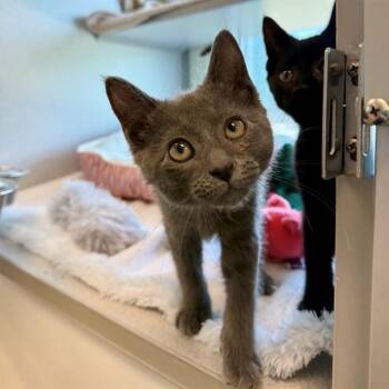 CHILI -  Domestic Short Hair Cat for Adoption in Leesburg, Virginia - CHILI | PetCurious