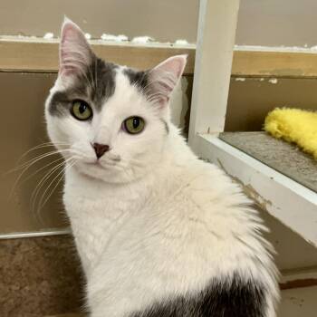 Domestic Short Hair Cats Available for Adoption in Temecula, California - Roxy | PetCurious