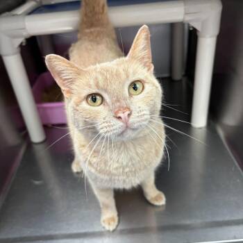 Domestic Short Hair Cats Available for Adoption - USS Athena | PetCurious