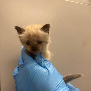 Hamilton Beach -  Domestic Medium Hair Cat for Adoption in Columbiana, Alabama - Hamilton Beach | PetCurious