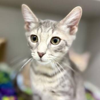 Robin -  Domestic Short Hair Cat for Adoption in Atlanta, Georgia - Robin | PetCurious