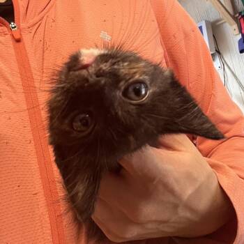 Pinto -  Domestic Medium Hair Cat for Adoption in Clarksville, Arkansas - Pinto | PetCurious