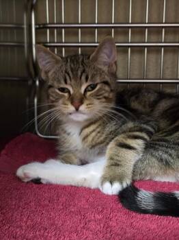 Dover Sole -  Domestic Short Hair Cat for Adoption in Vancouver, Washington - Dover Sole | PetCurious
