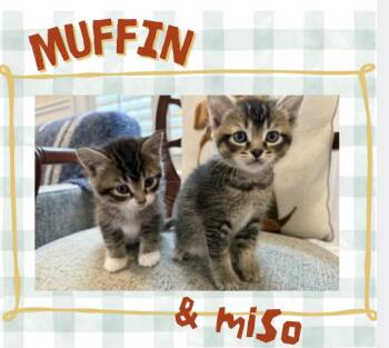 Domestic Short Hair Cats Available for Adoption - Miso And Muffin | PetCurious