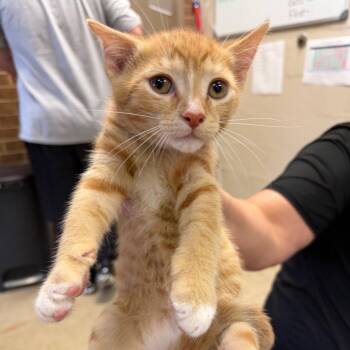 Shadow -  Domestic Short Hair Cat for Adoption in Birmingham, Alabama - Shadow | PetCurious