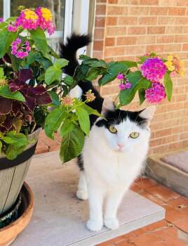 Sissy -  Domestic Medium Hair Cat for Adoption in Fort Worth, Texas - Sissy | PetCurious