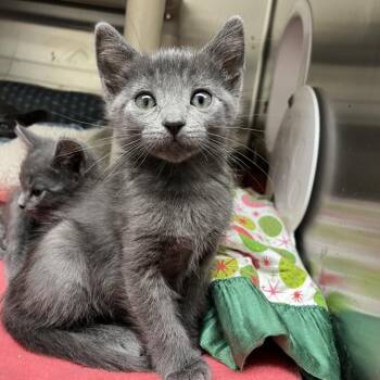 Domestic Short Hair Cats Available for Adoption - Georgia | PetCurious