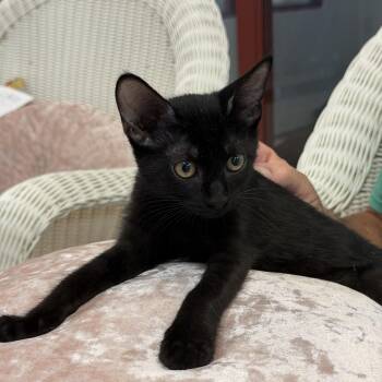 Jill -  Domestic Short Hair Cat for Adoption in Slidell, Louisiana - Jill | PetCurious
