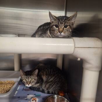 Rescue Domestic Short Hair Cats for Adoption in Gautier, Mississippi - Balto | PetCurious