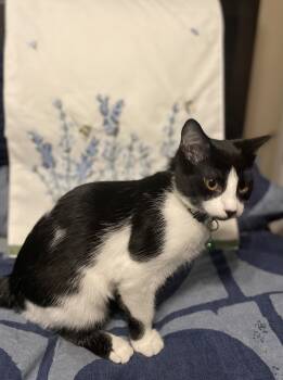 Rescue Domestic Short Hair Cats for Adoption in Tampa, Florida - Bee | PetCurious