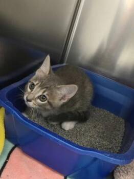 Corvus -  Domestic Short Hair Cat for Adoption in Fort Worth, Texas - Corvus | PetCurious