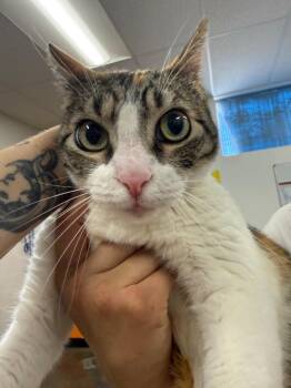 Essie -  Domestic Short Hair Cat for Adoption in Thousand Oaks, California - Essie | PetCurious