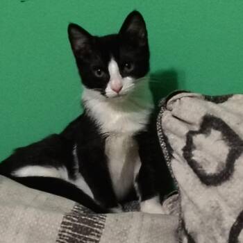 Rescue Domestic Short Hair Cats for Adoption in Beulaville, North Carolina - Ash | PetCurious