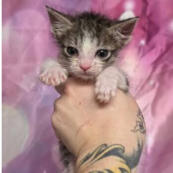 Belly Carlsbad -  Domestic Short Hair Cat for Adoption in Denver, Colorado - Belly Carlsbad | PetCurious