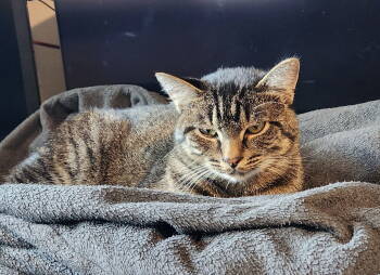 Rescue Tabby and Domestic Short Hair Cats for Adoption in Hillsboro, Oregon - SAMUEL #1687- Offered By Owner - Young Male | PetCurious