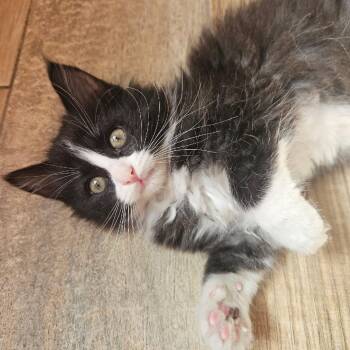 FIFA -  Domestic Medium Hair and Maine Coon Cat for Adoption in Fletcher, Oklahoma - FIFA | PetCurious