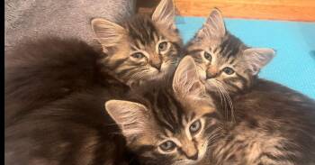 Tony and Giuseppe -  Domestic Medium Hair Cat for Adoption in Westwood, New Jersey - Tony And Giuseppe | PetCurious