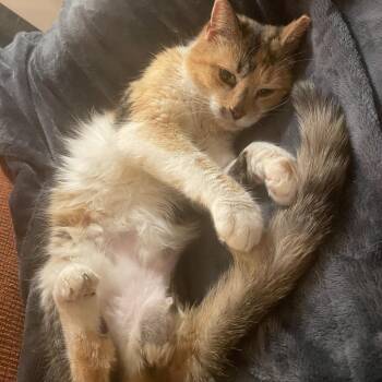 Domestic Short Hair Cats Available for Adoption - Rhea | PetCurious