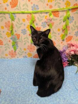 Domestic Short Hair Cats Available for Adoption - TUX | PetCurious