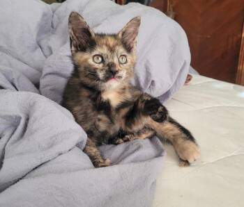 Willow