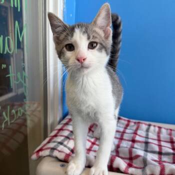 Jack -  Domestic Short Hair Cat for Adoption in Mankato, Minnesota - Jack | PetCurious
