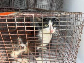 A657683 -  Domestic Short Hair Cat for Adoption in Houston, Texas - A657683 | PetCurious