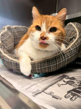 Domestic Short Hair Cats Available for Adoption in Manchester, New Hampshire - Ramona | PetCurious