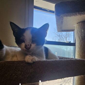 Domestic Short Hair Cats Available for Adoption in Midland, Texas - Kiri | PetCurious