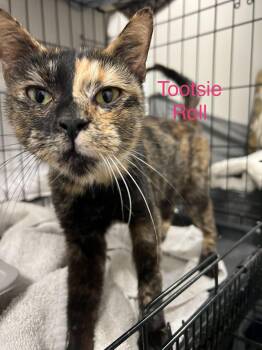 Domestic Short Hair Cats Available for Adoption - Tootsie Roll | PetCurious